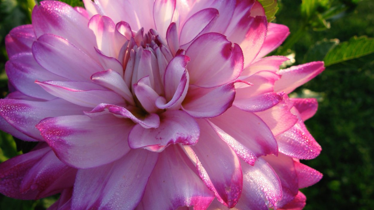 Георгина белая