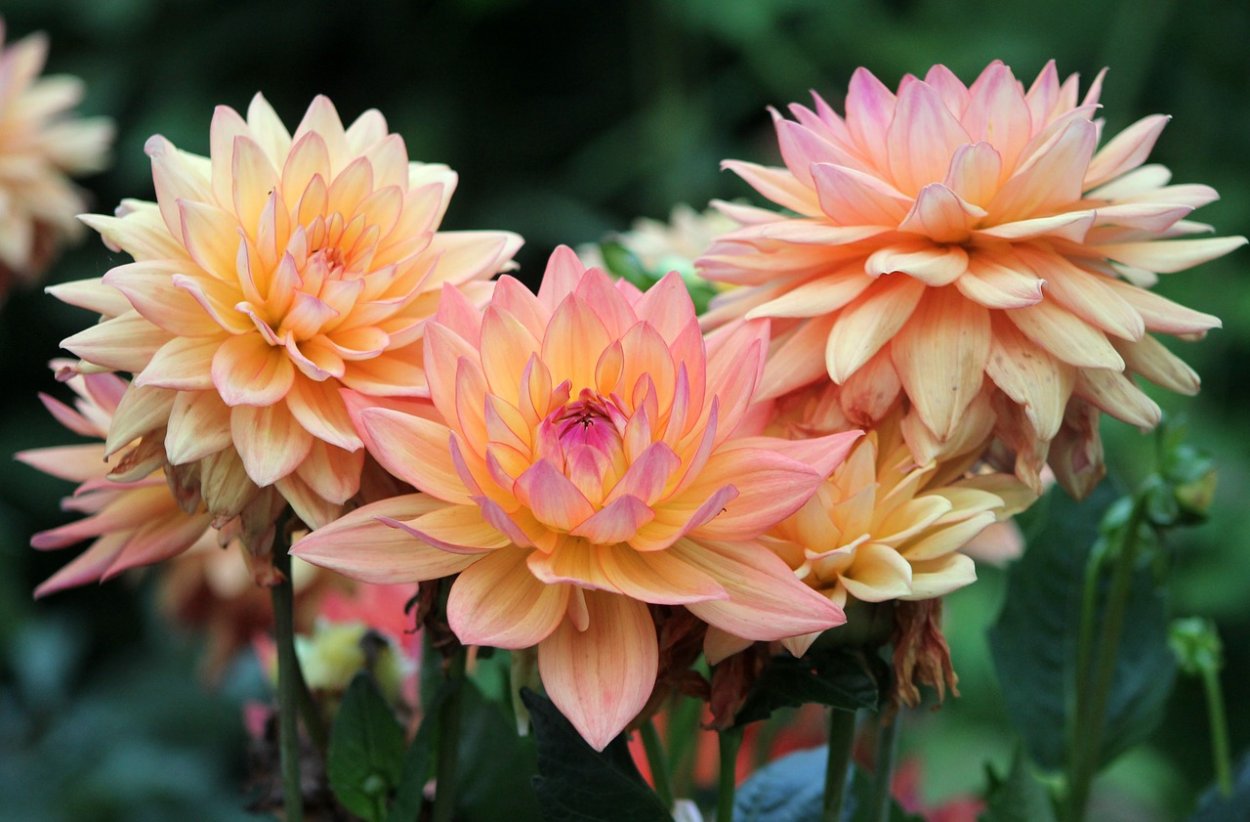 Георгина Пинк Йеллоу отзывы