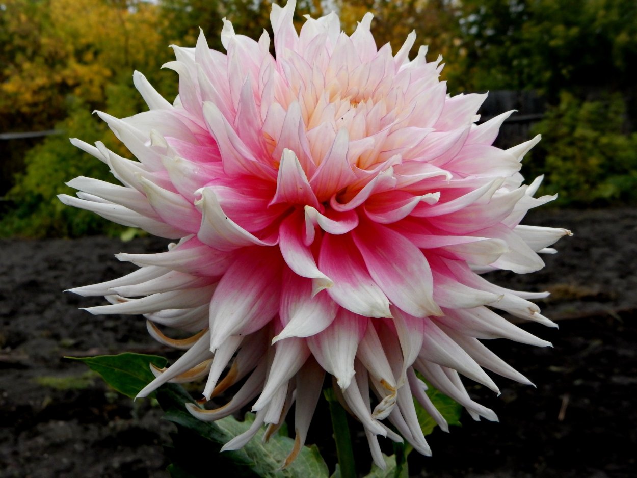 Георгина бахромчатая цезарз Пэлас