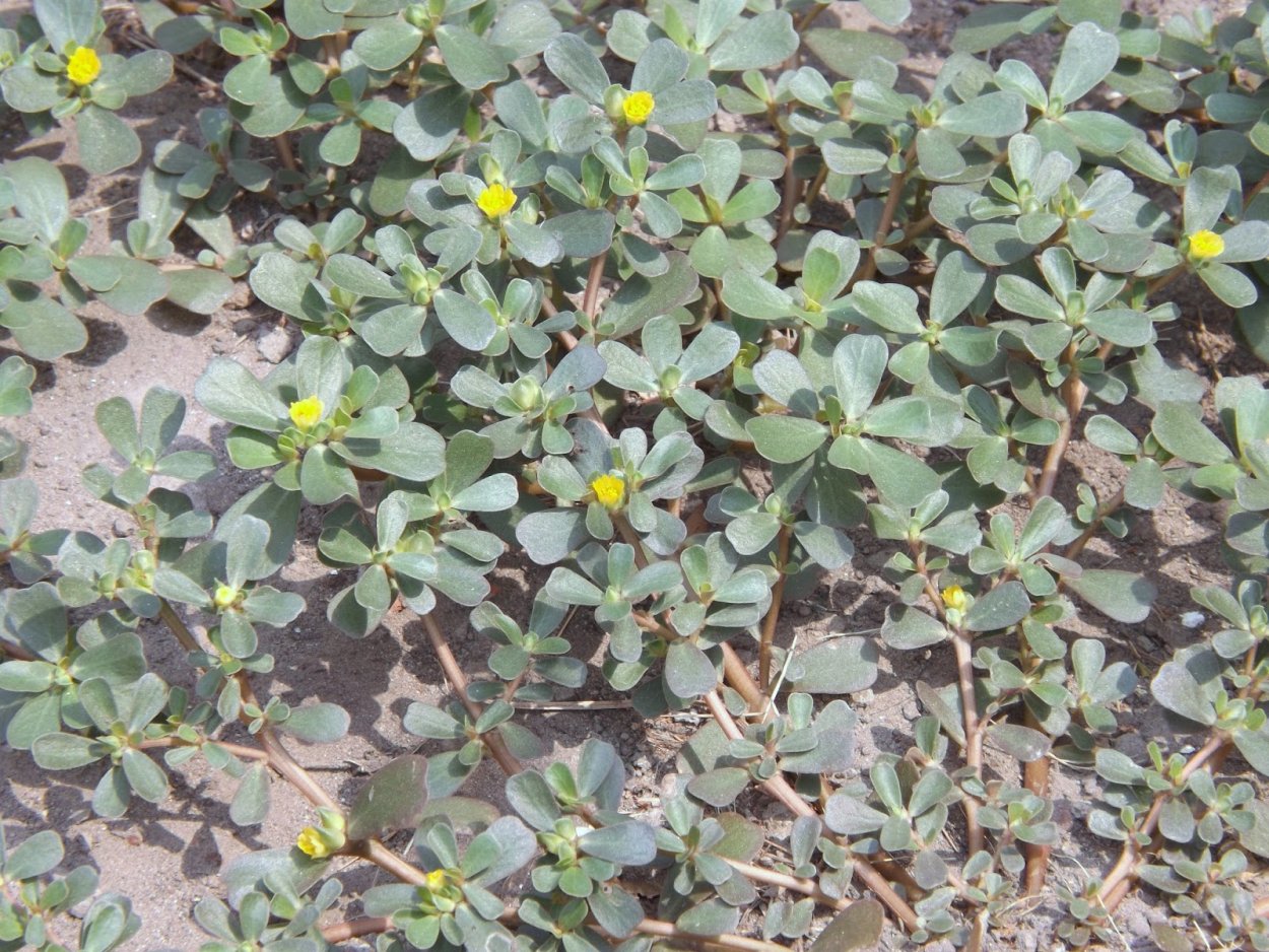 Портулак Маковей огородный