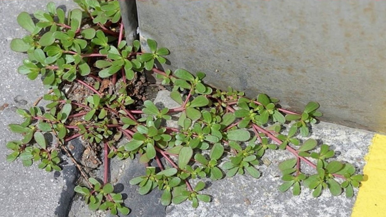 Портулак садовый сорняк