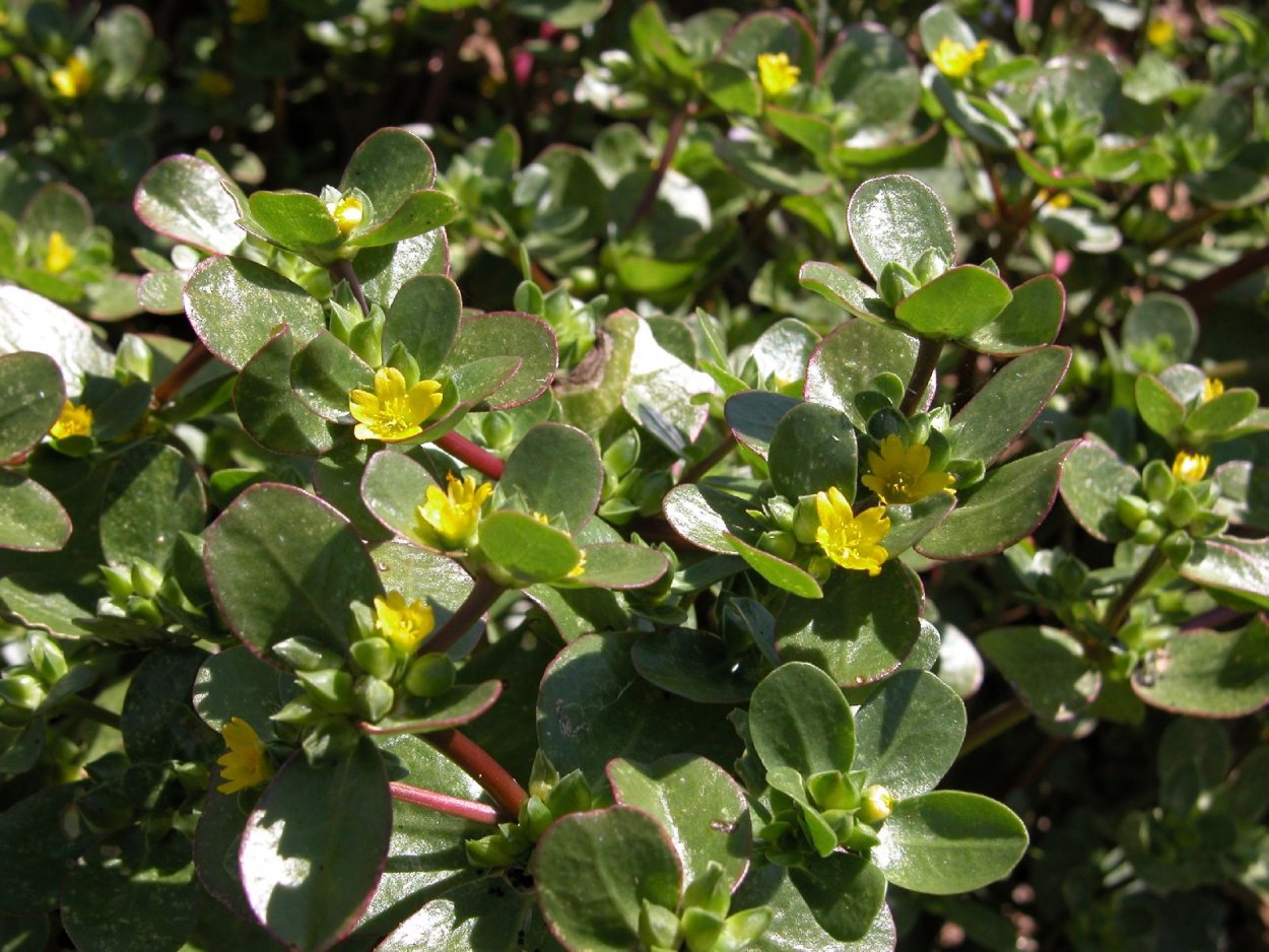 Портулак огородный (Portulaca oleracea)