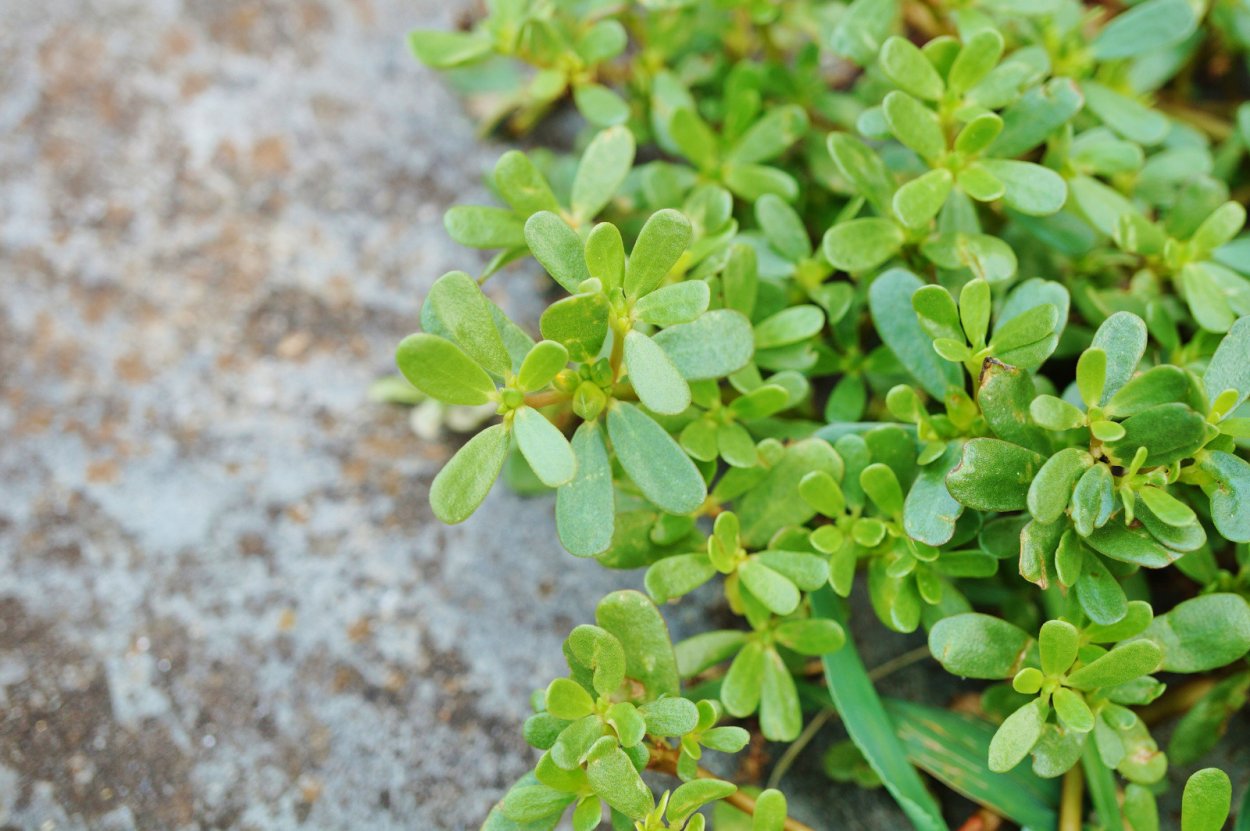 Purslane растение