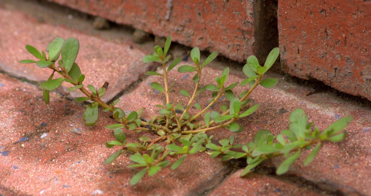 Портулак огородный