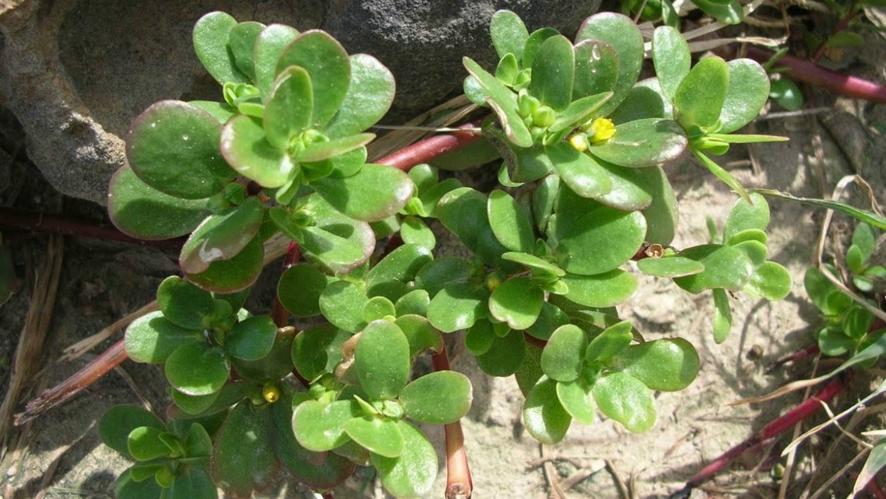 Портулак огородный сорняк съедобный