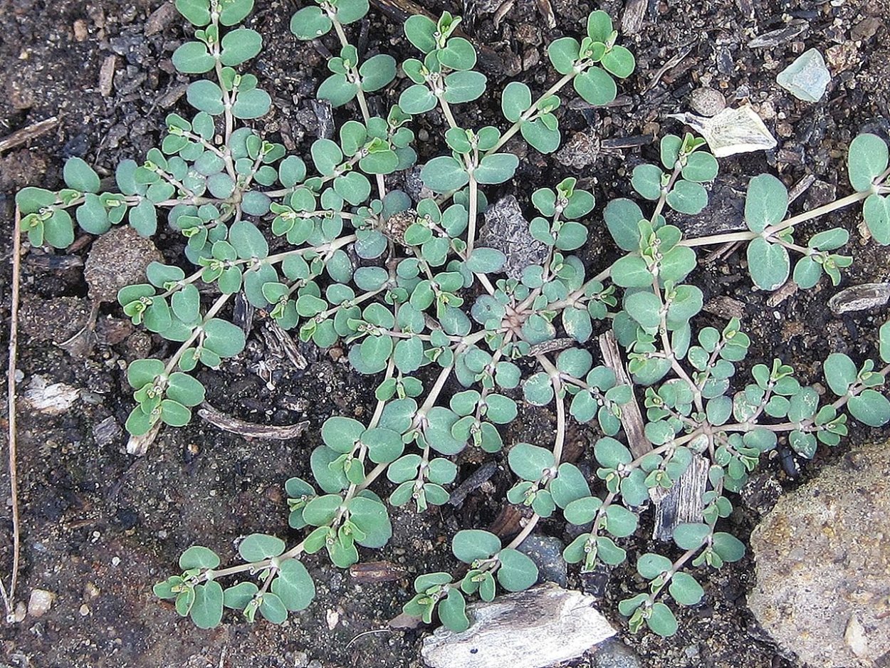 Портулак и молочай приземистый