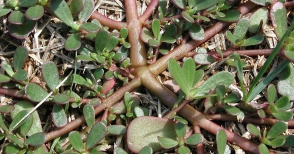 Портулак трава съедобная