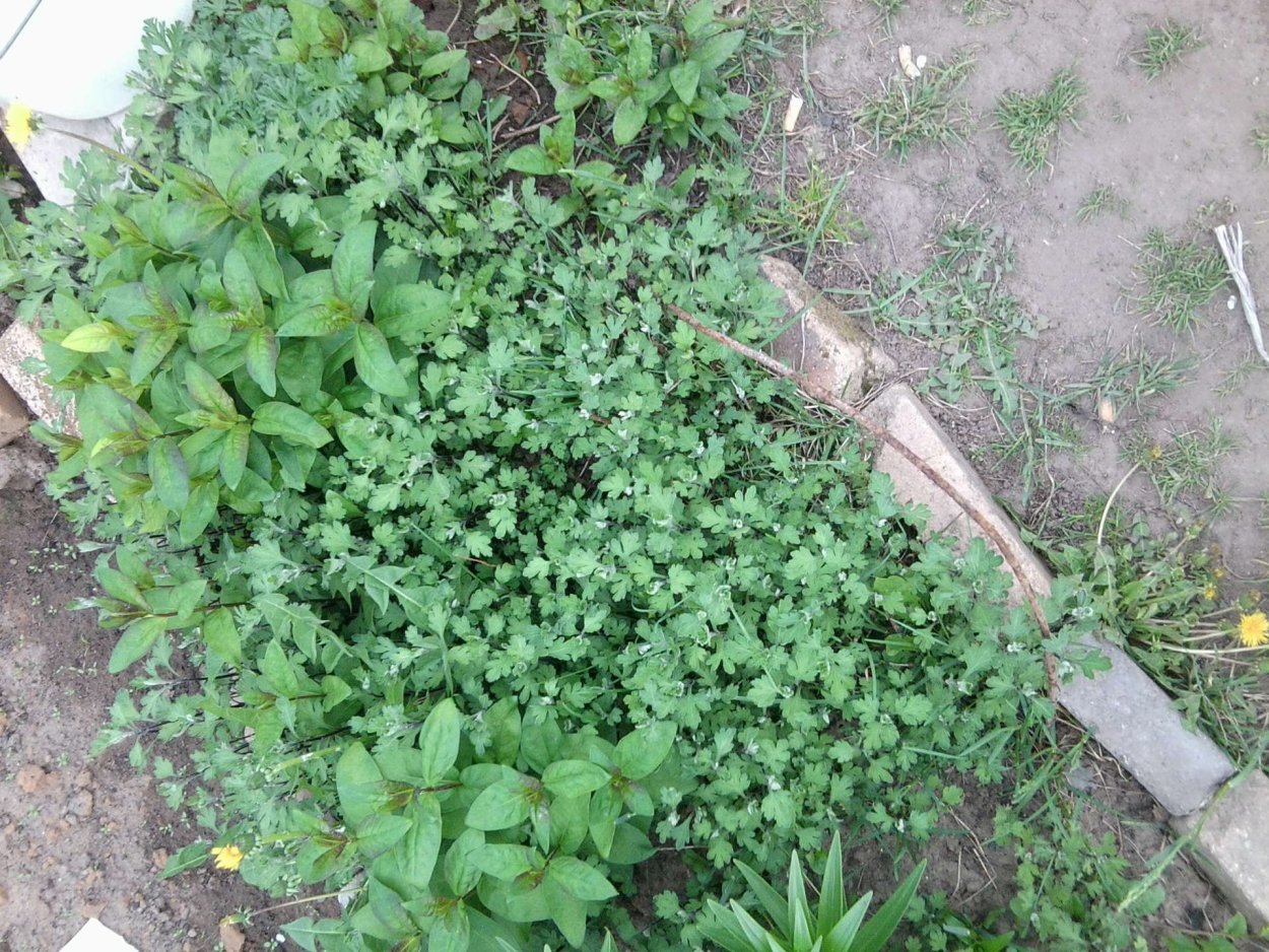 Многолетние ползучие сорняки