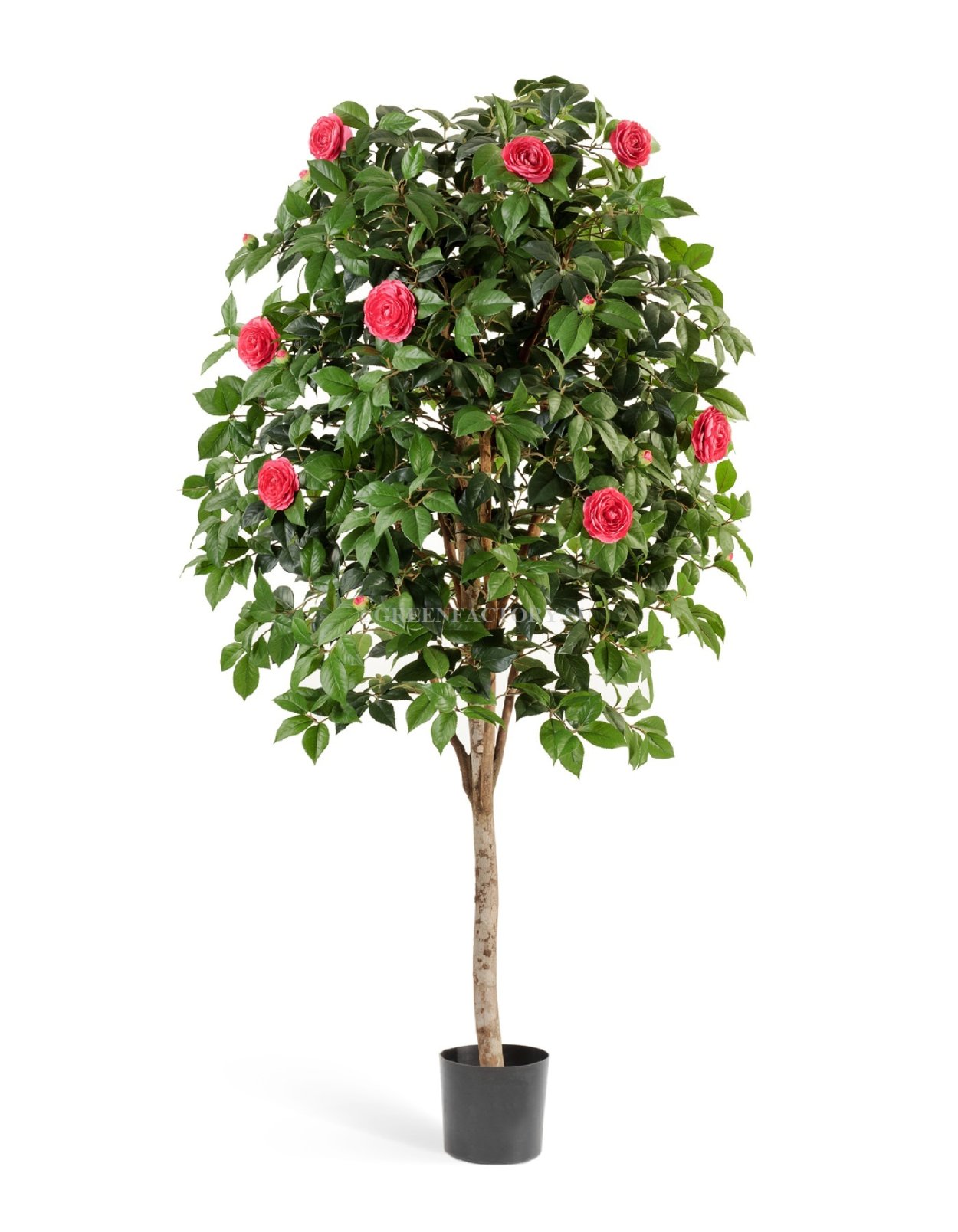 Фикус Камелия