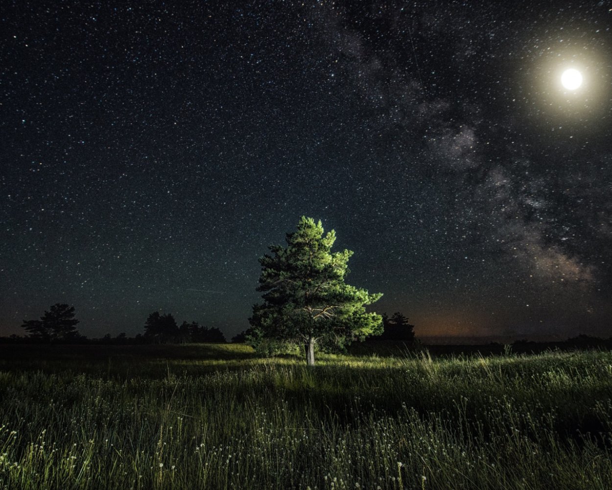 Звезды над лесом