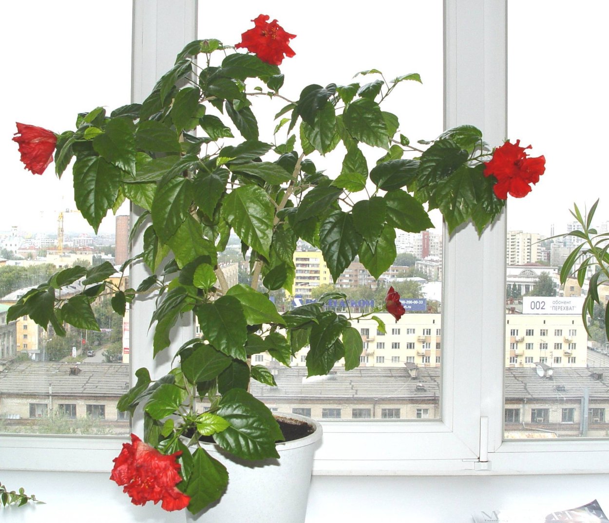 Роза гибискус комнатный