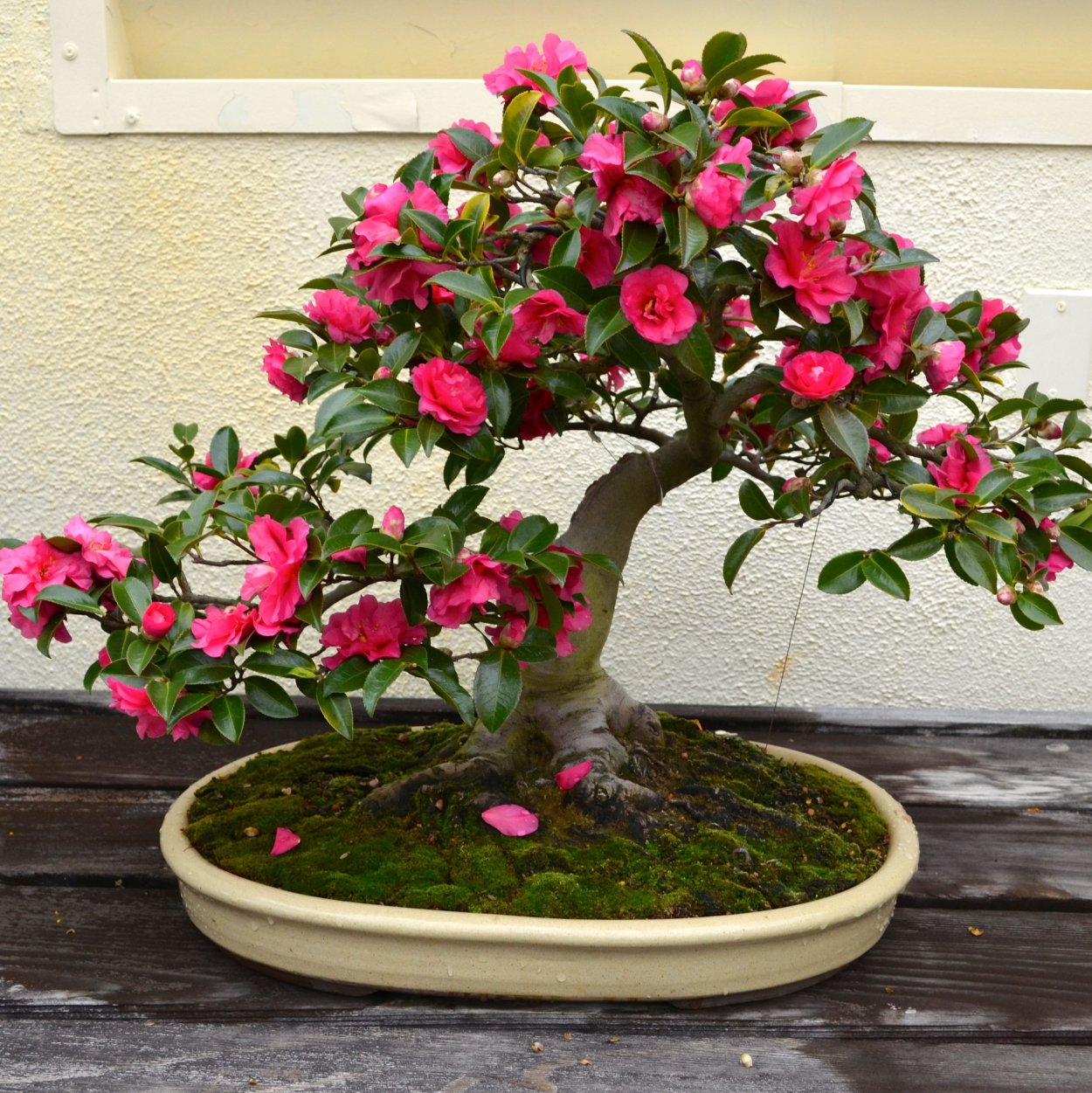 Камелия японская бонсай