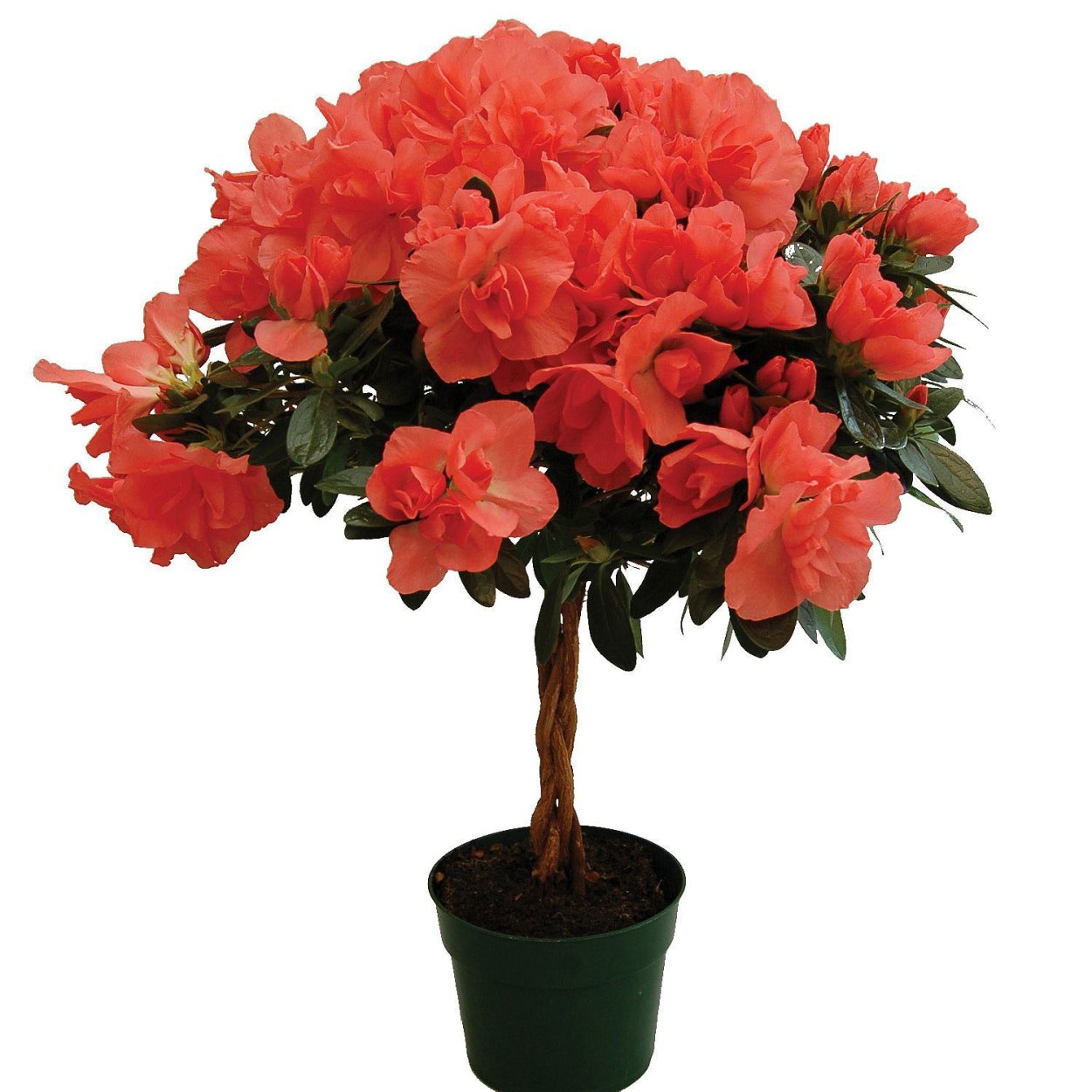 Азалия древовидная