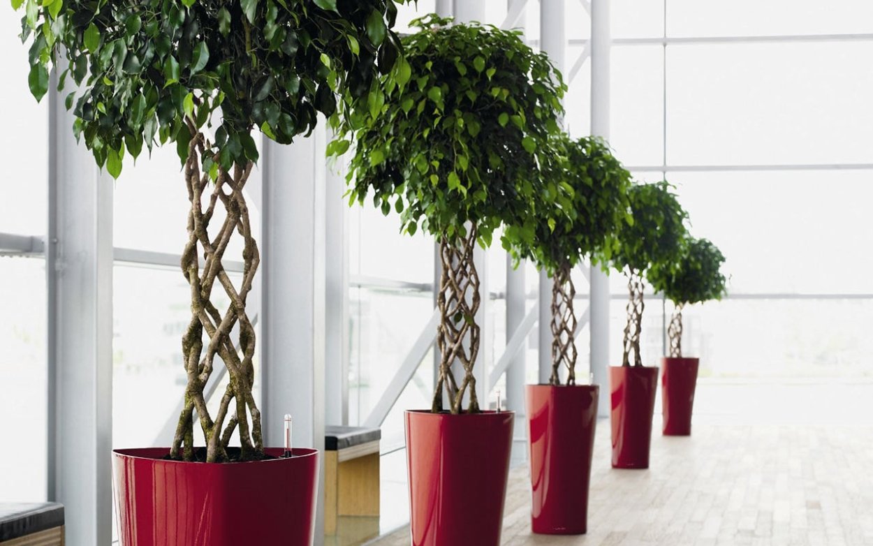 Кашпо Дельта Лечуза