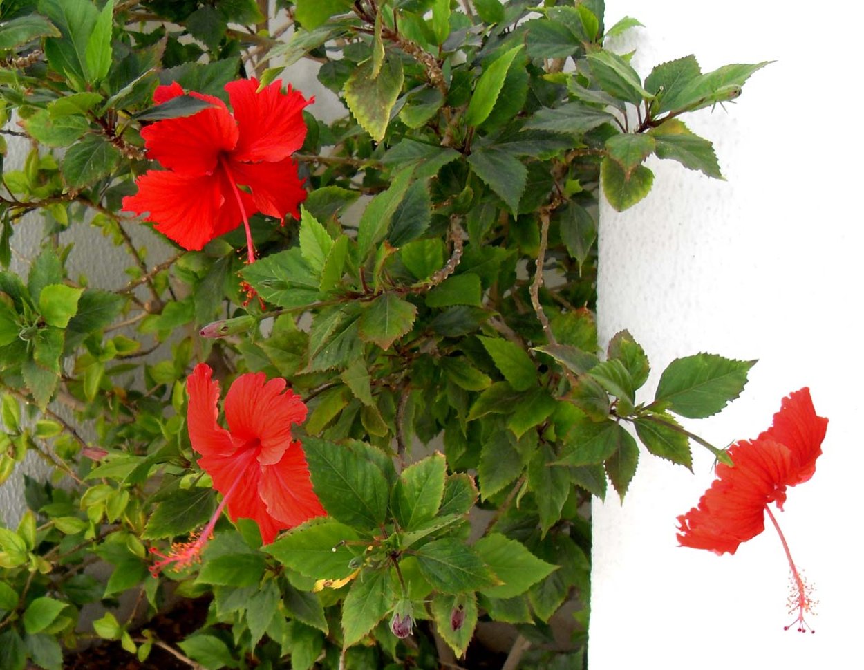 Гибискус комнатный Бенджамина