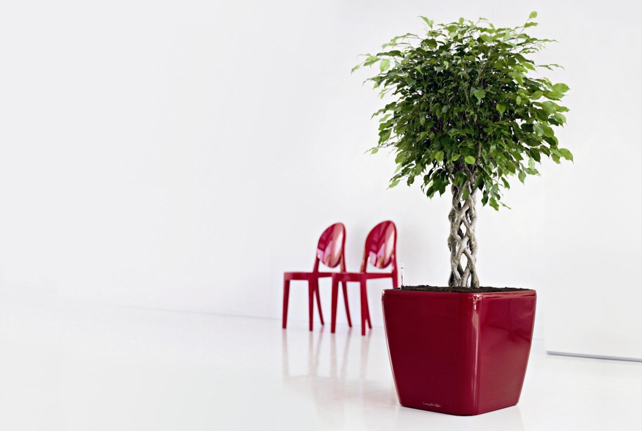 Кашпо для фикуса Бенджамина