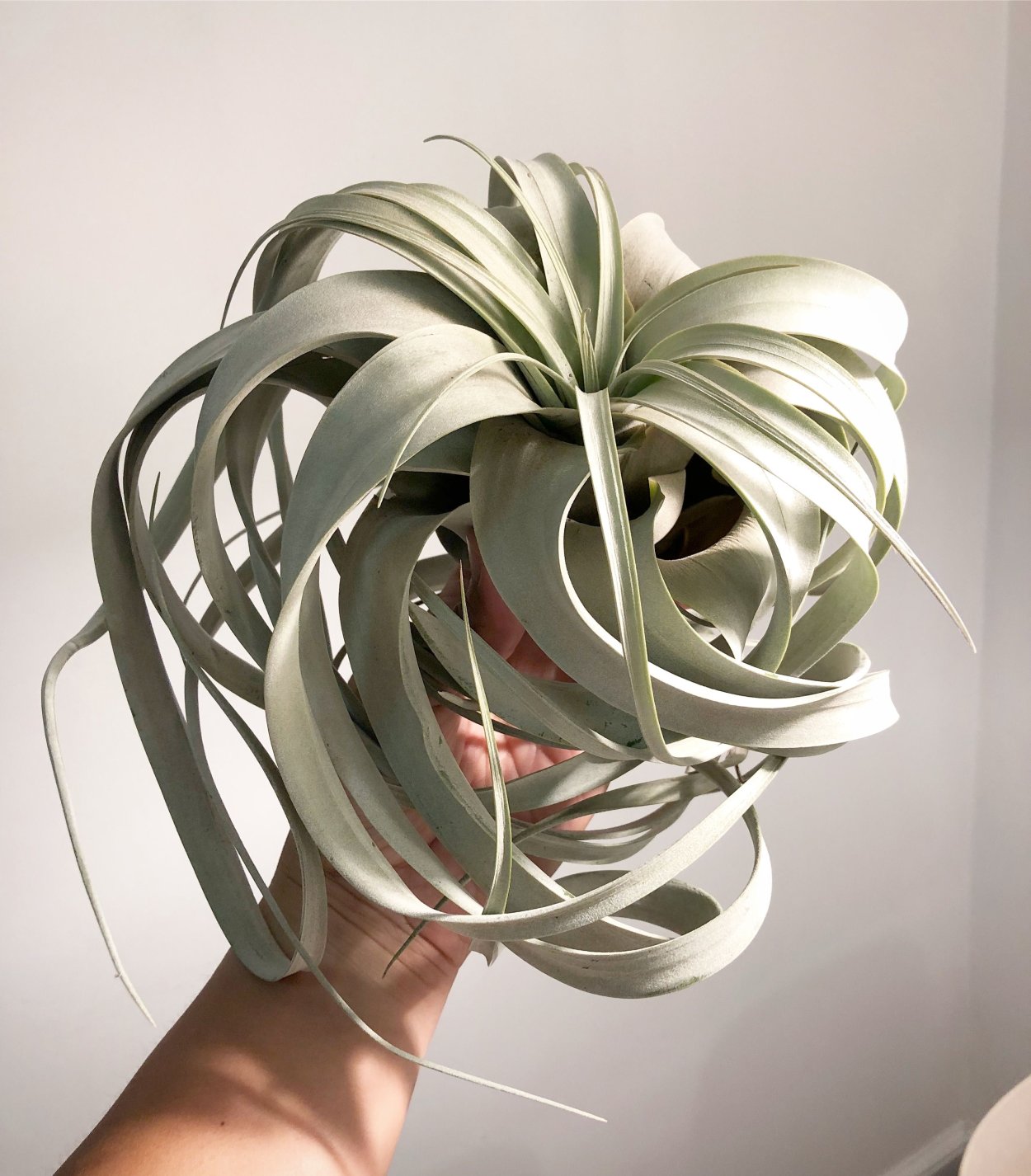 Тилландсия Ксерографика цветок