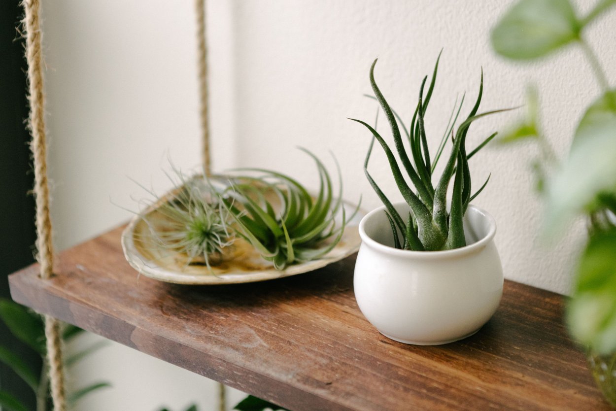 Тилландсия в левитирующем горшке