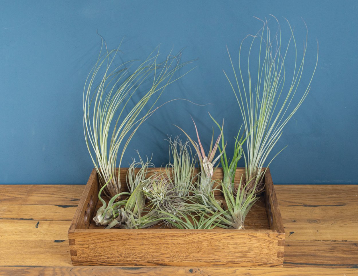 Тилландсия синяя в флорариуме