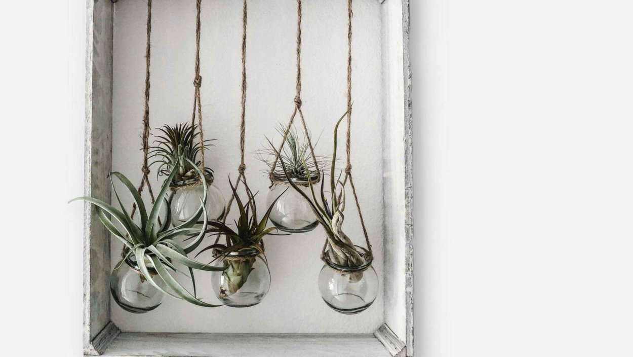 Растения в баночке