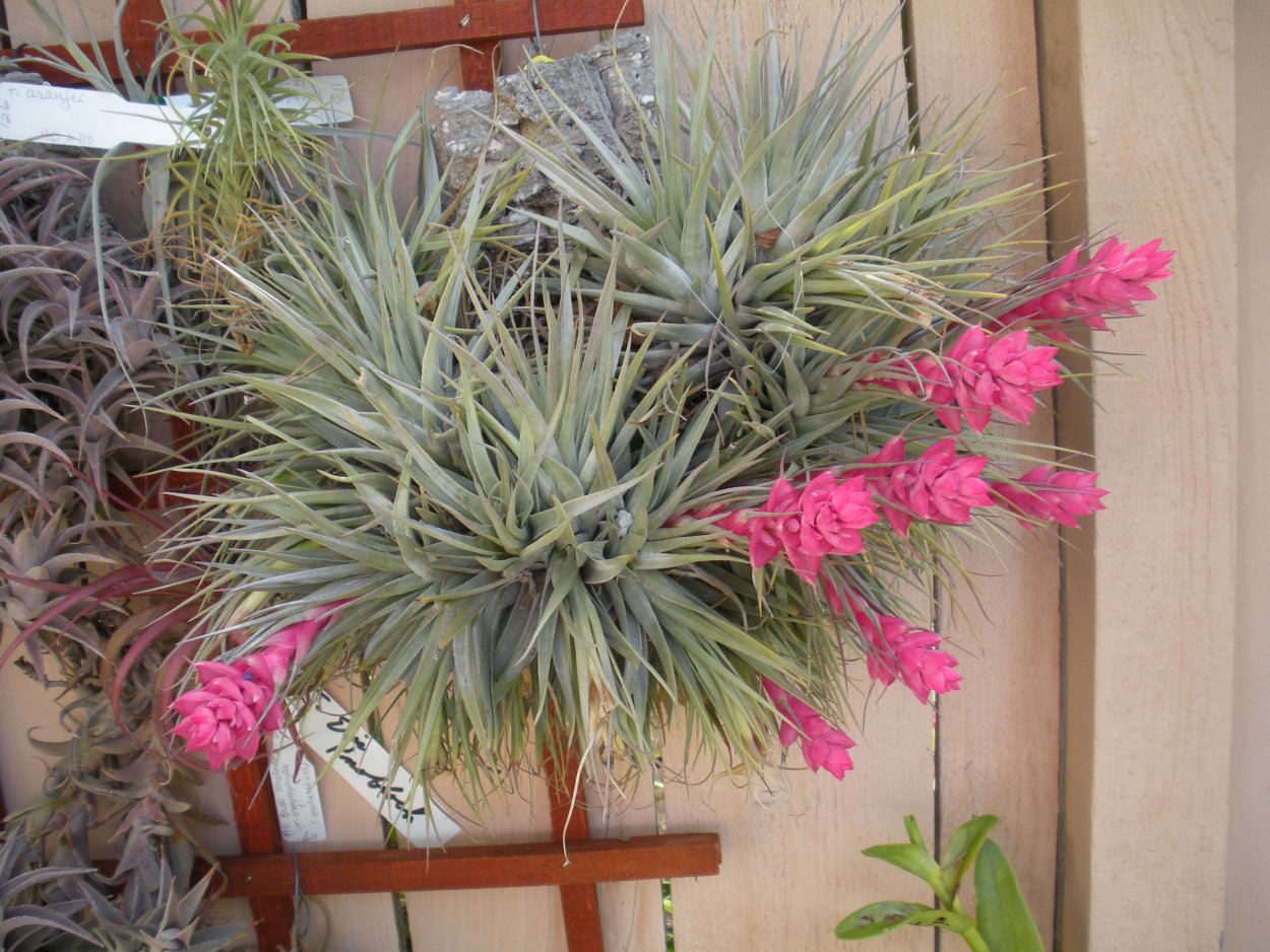 Тилландсия эпифитная в кашпо