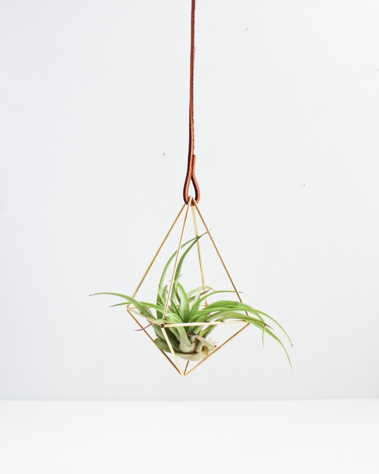 Тилландсия подвесная