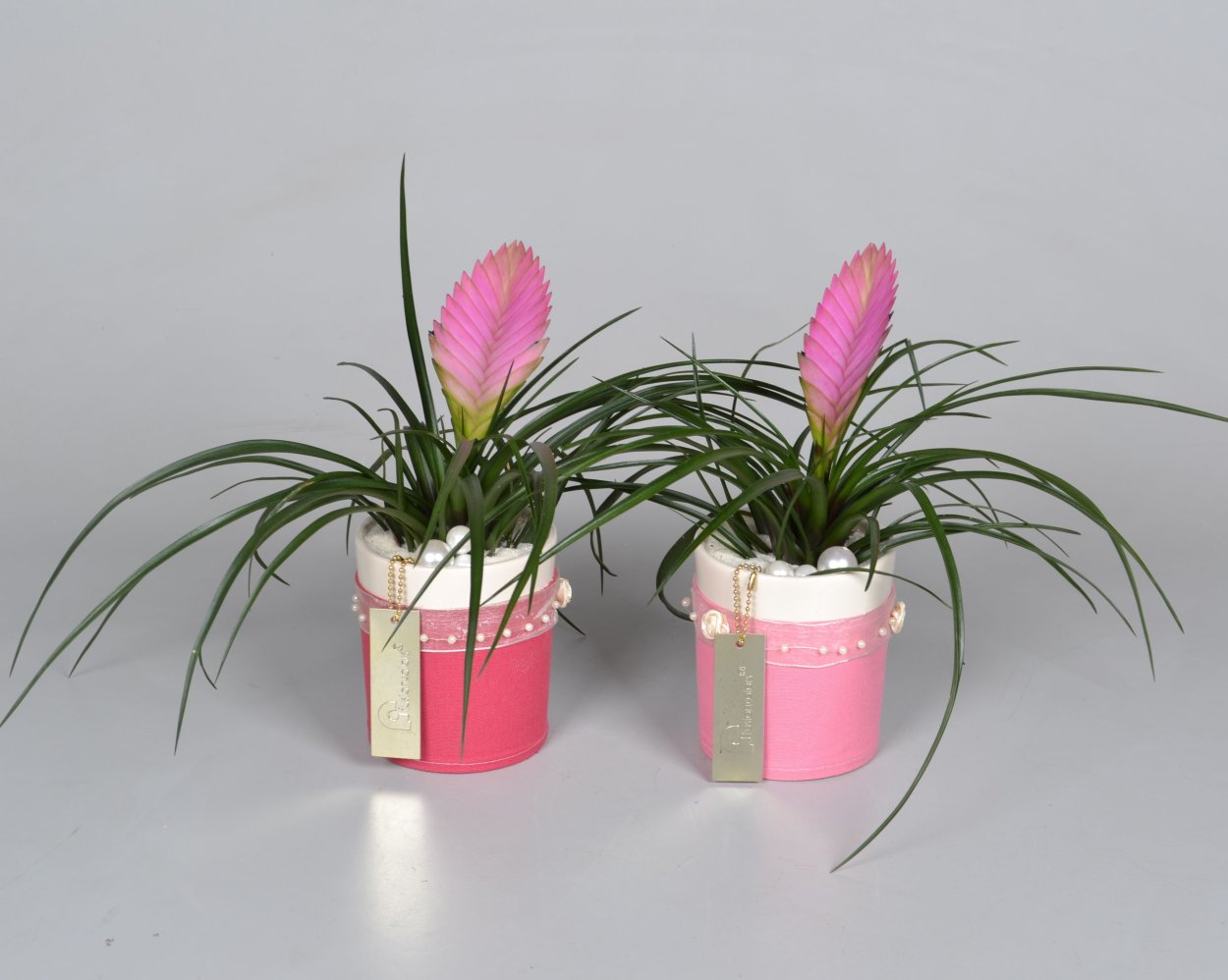 Тилландсии зеленые либо горшочные полив