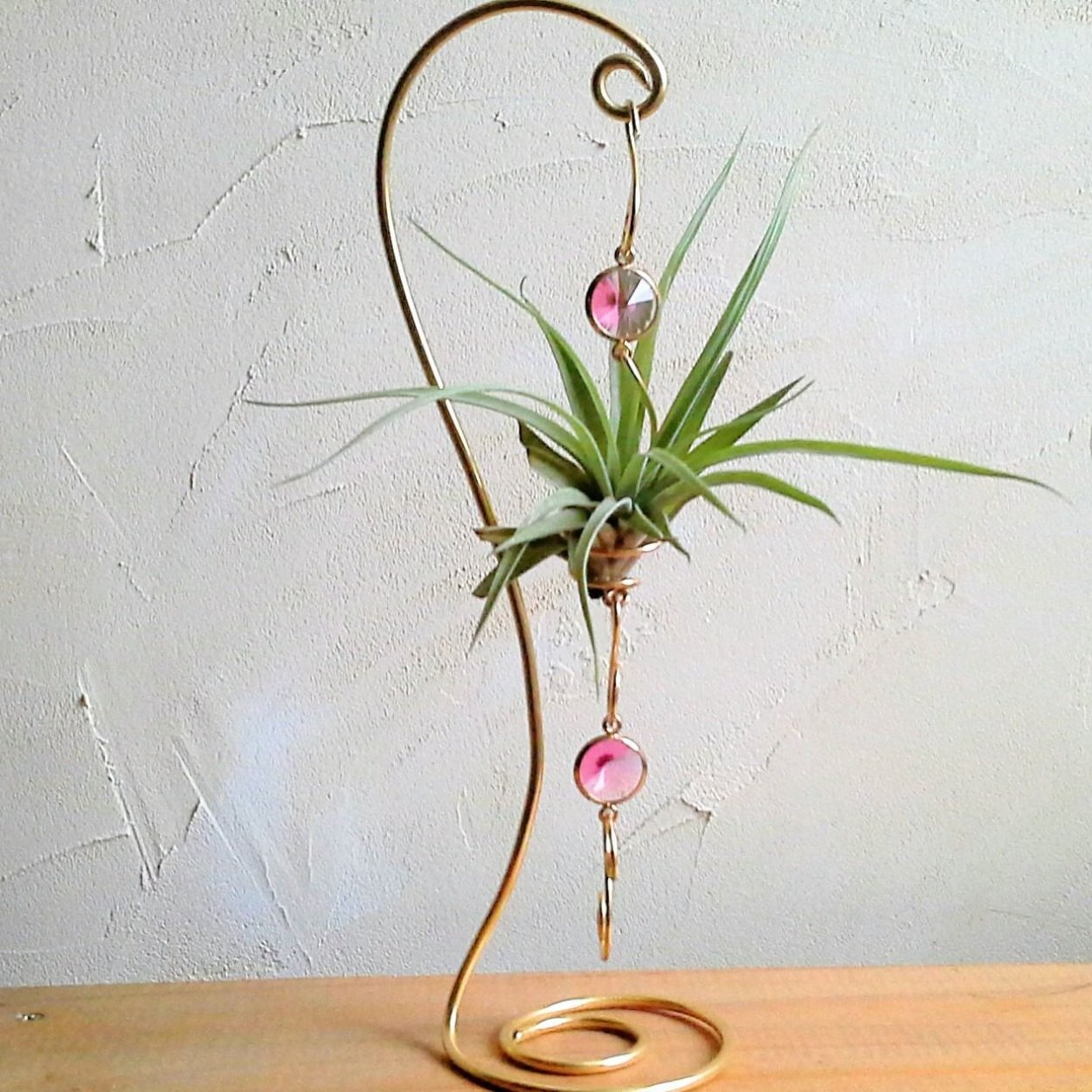 Тилландсия атмосферная в кашпо