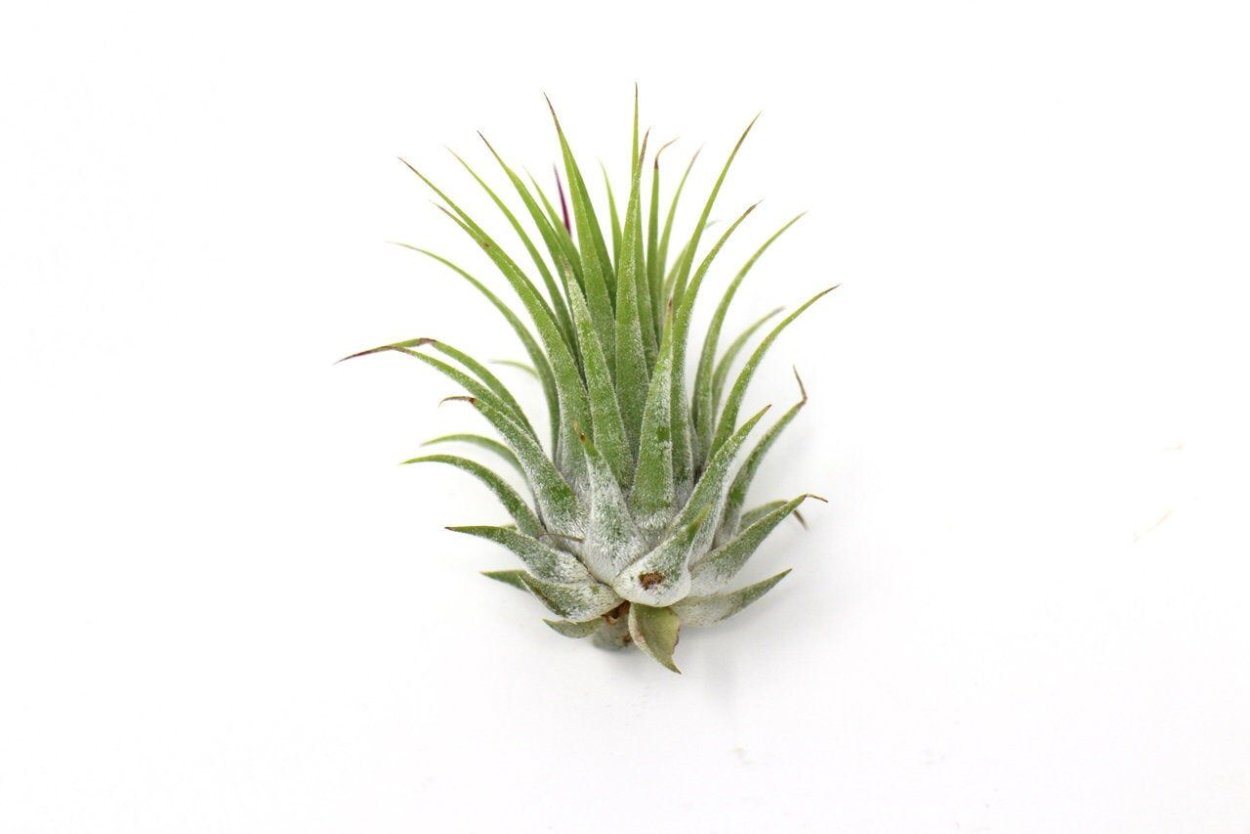 Тилландсия Ионанта Грин 5/7