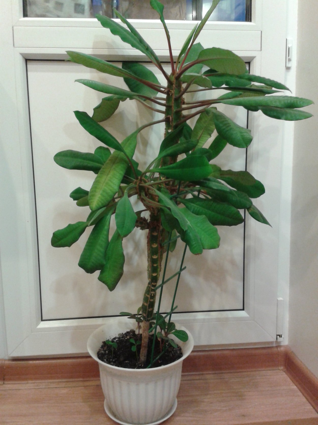 Молочай беложильчатый