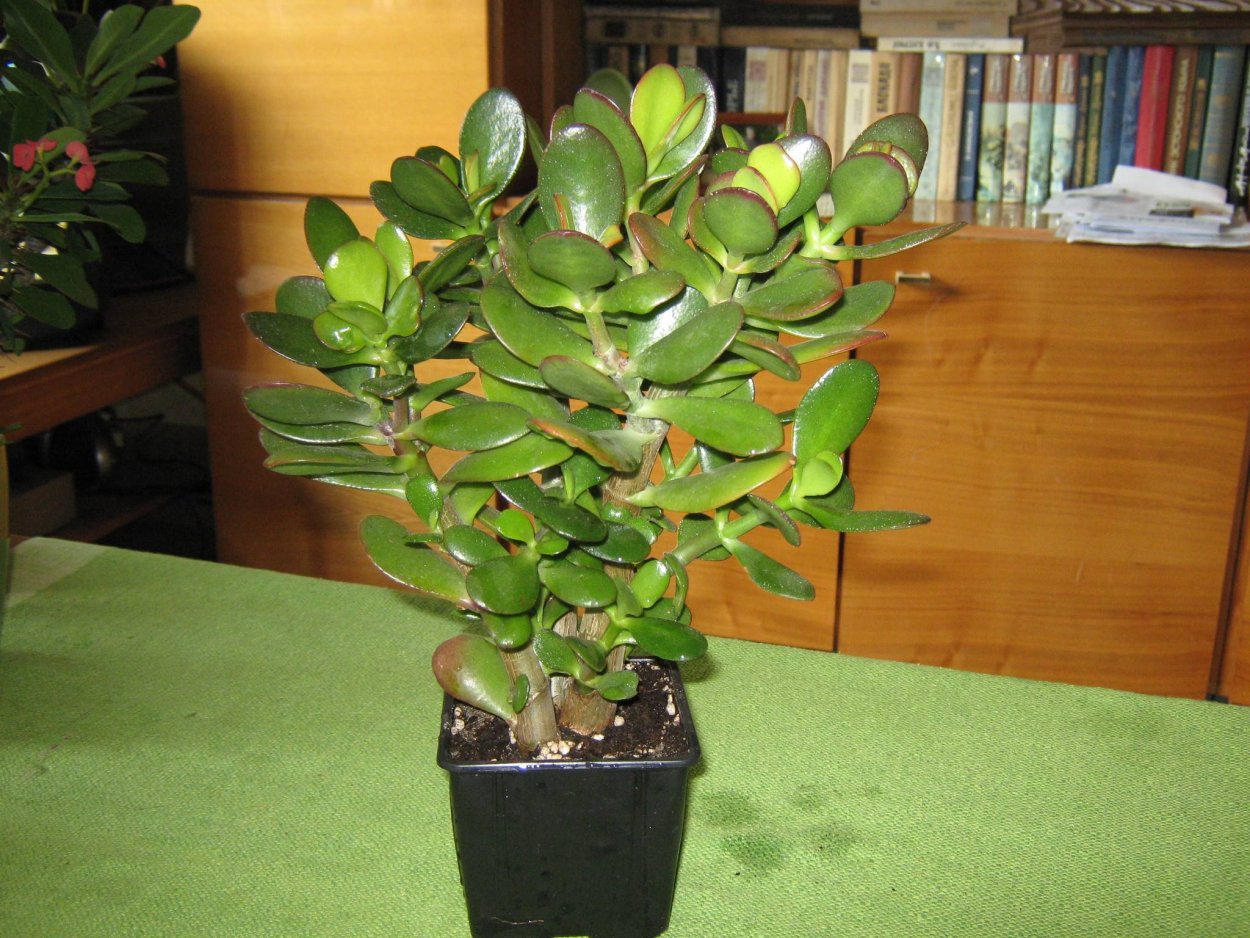 Красуля денежное дерево