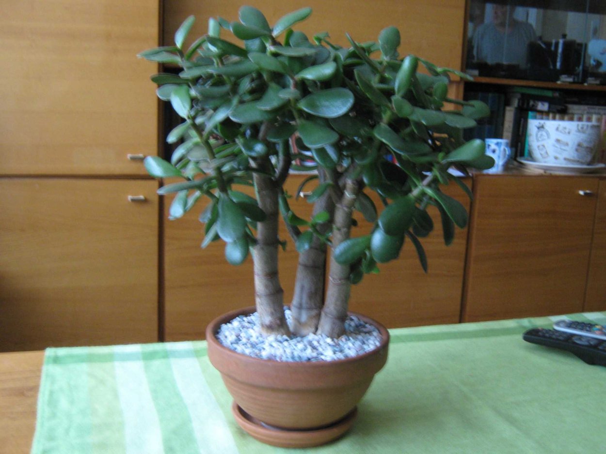 Крассула корни