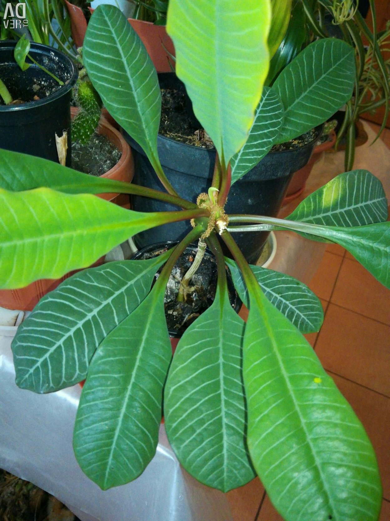 Эуфорбия молочай беложильчатый