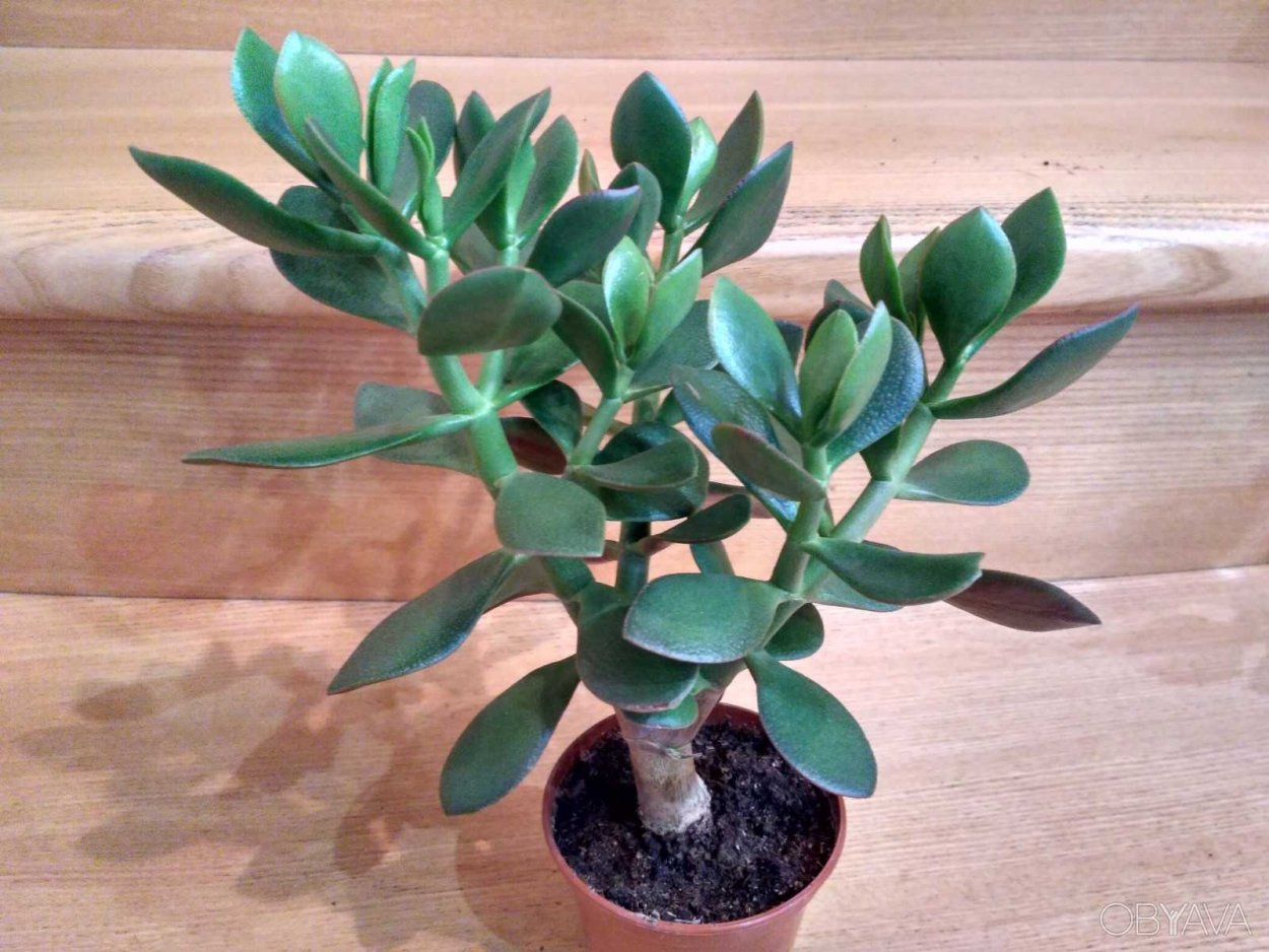 Крассула древовидная