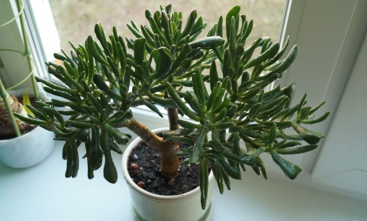 Толстянка Крассула Хоббит