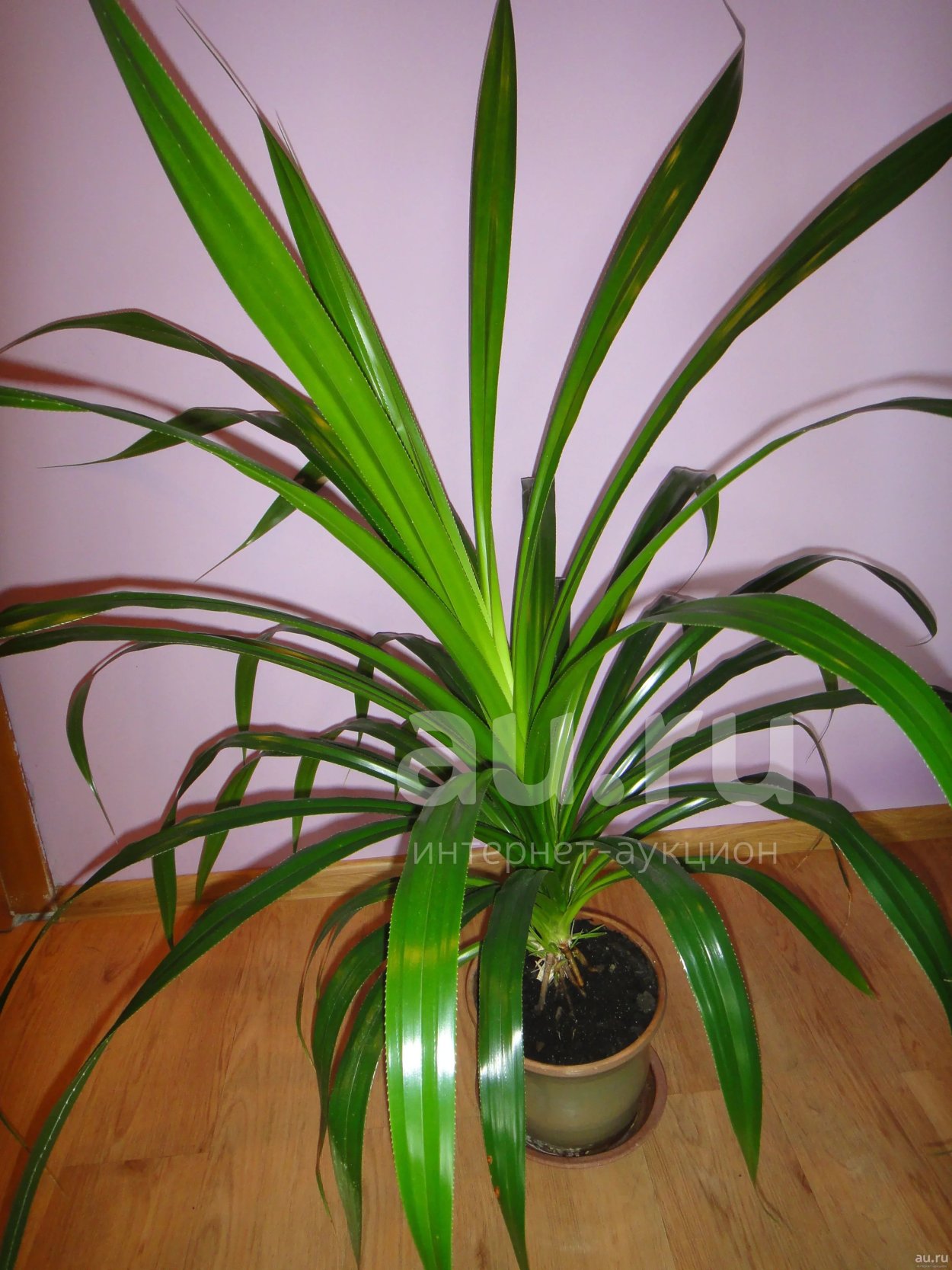 Драцена панданус