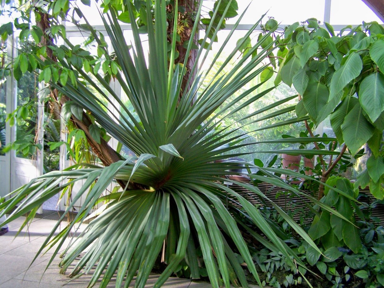 Pandanus veitchii