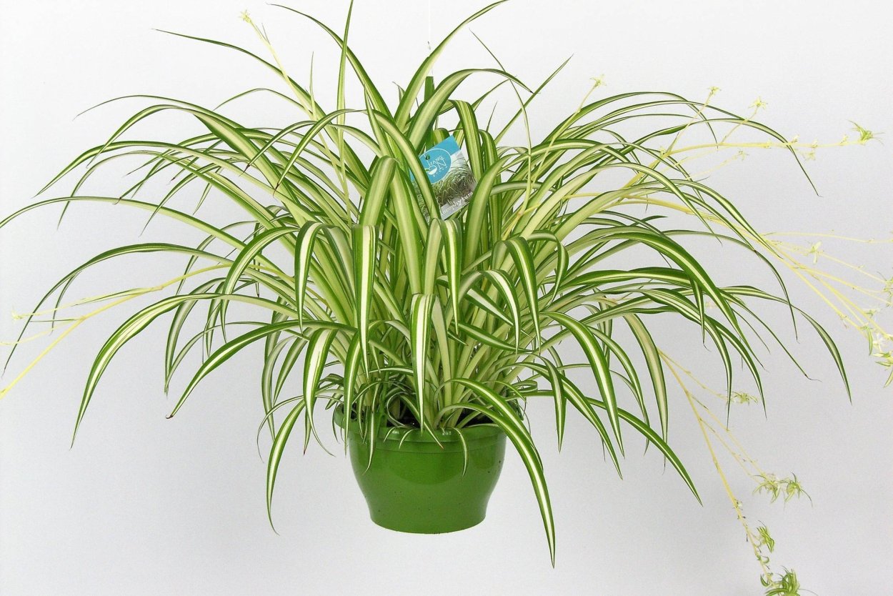 Хлорофитум хохлатый Chlorophytum comosum