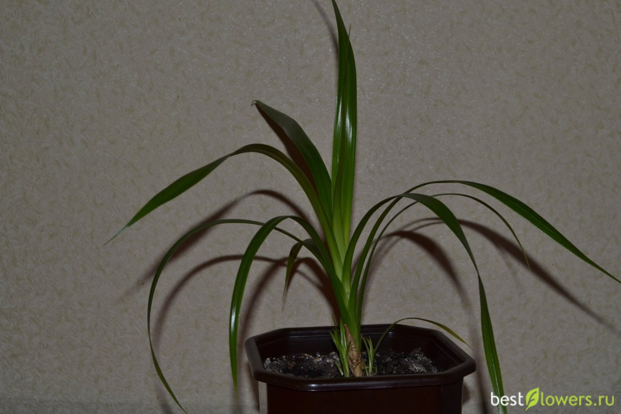 Юкка Драцена панданус