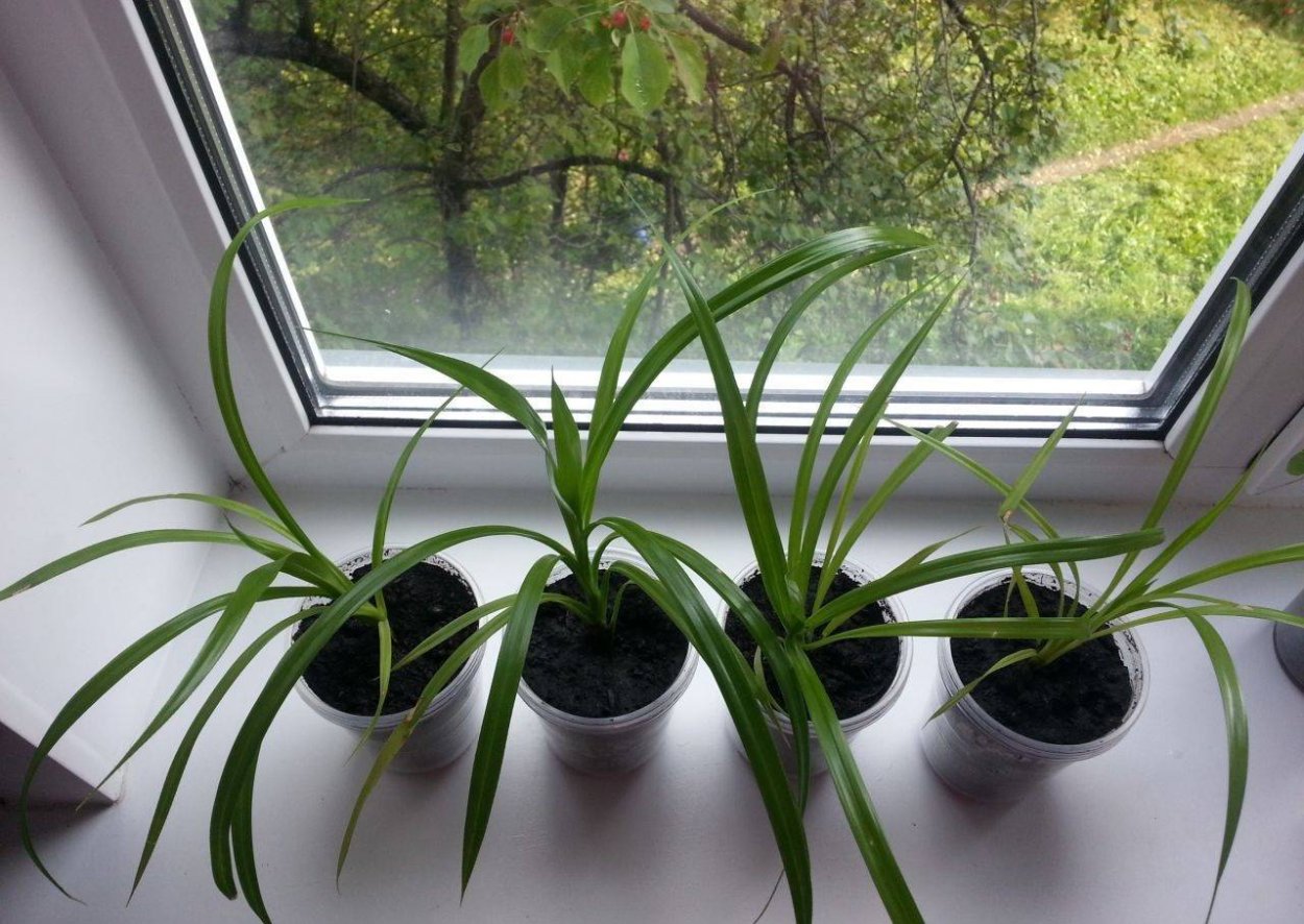 Панданус комнатный стебель