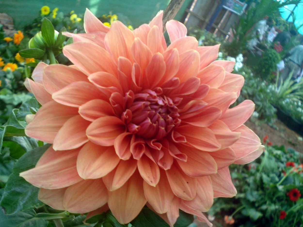 Георгина mignon Type Dahlia