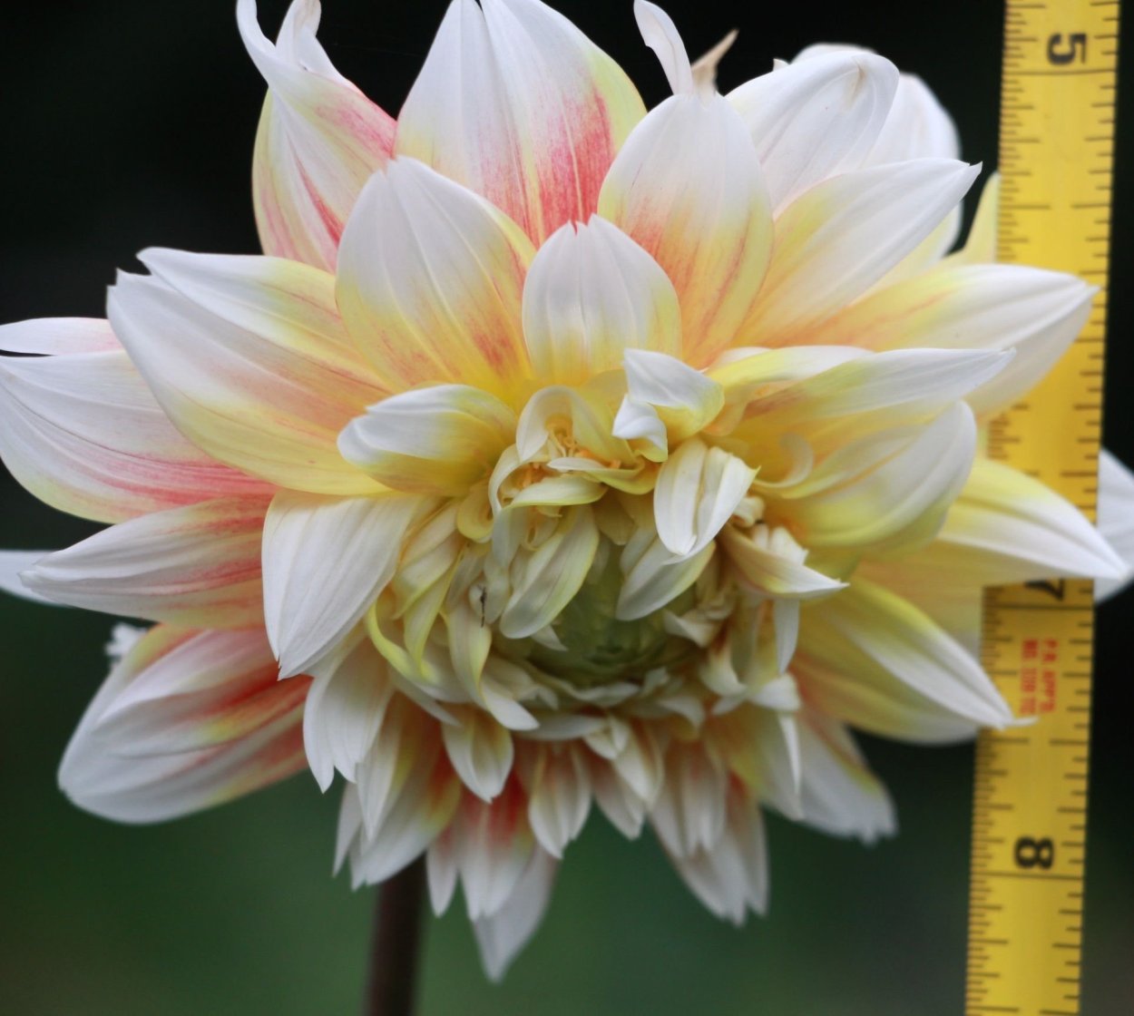 Георгин пичез энд Крим