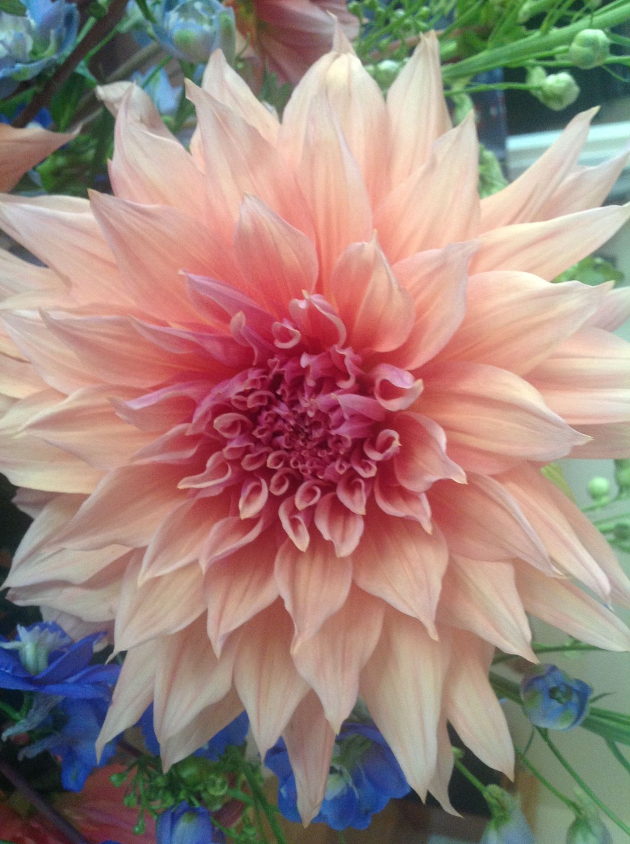 Георгина Peaches