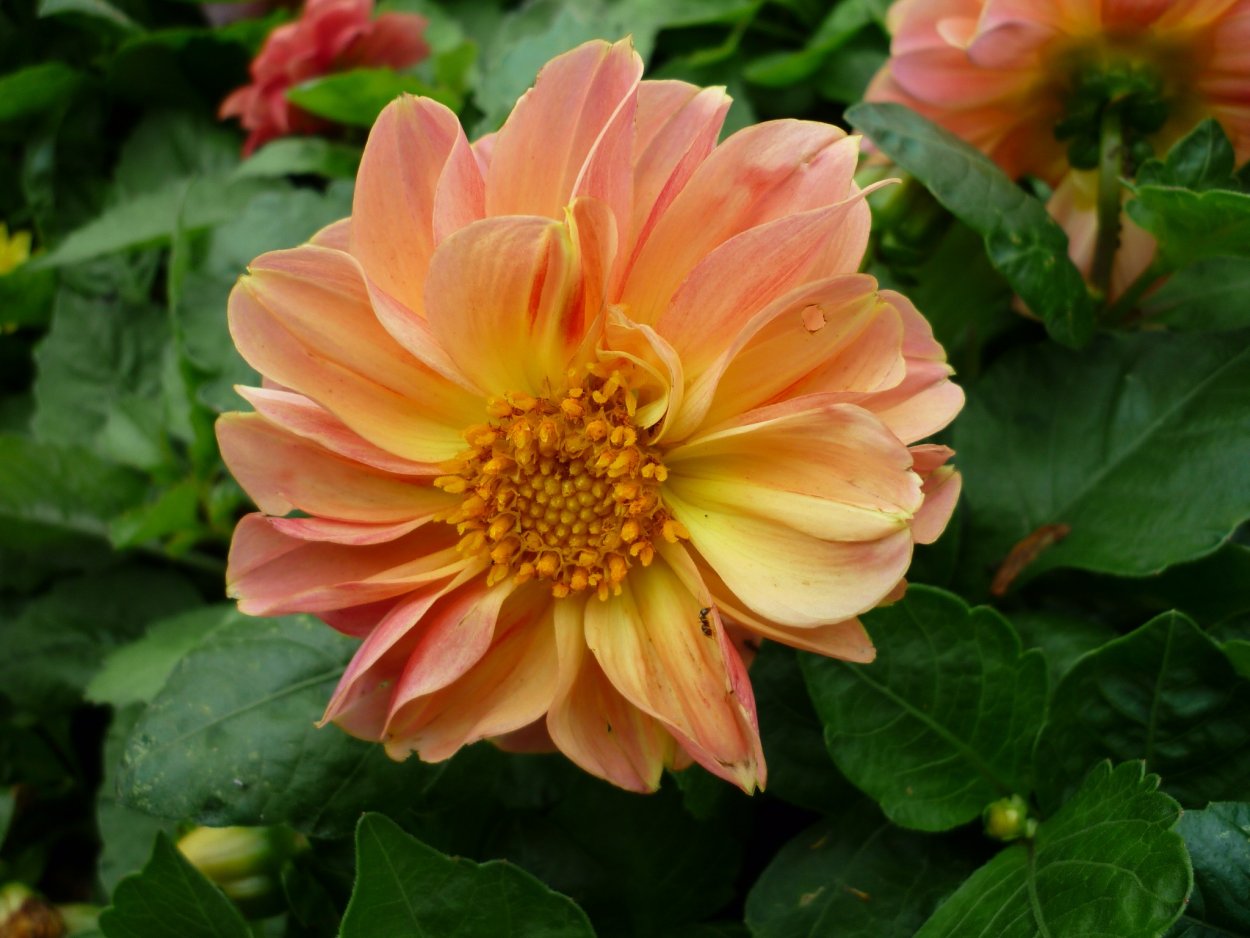 Dahlia Bloom