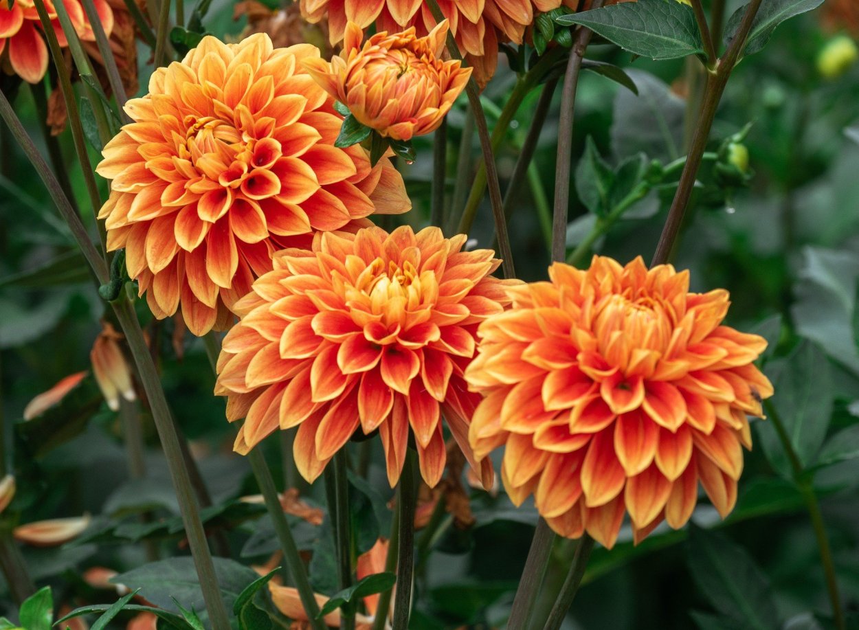 Георгин оранж Перфекшн