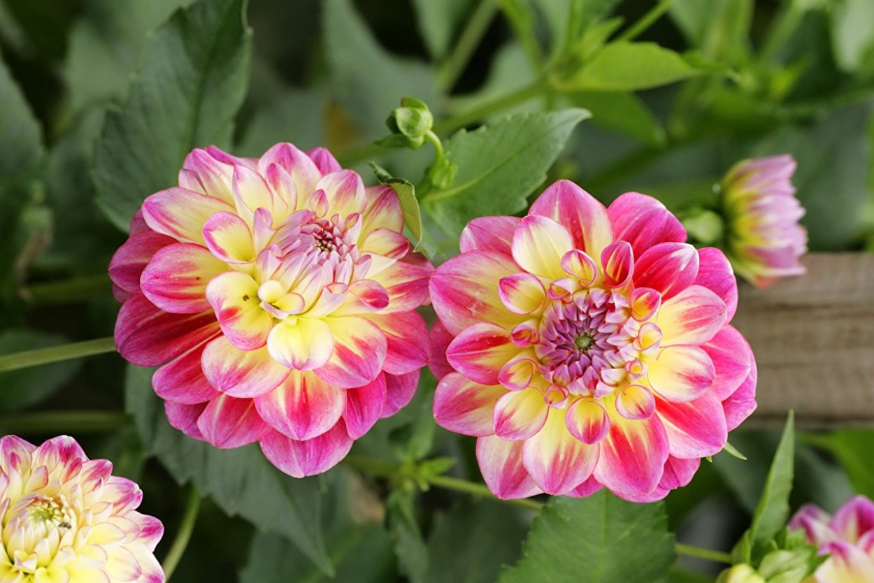 Георгин Флауэр