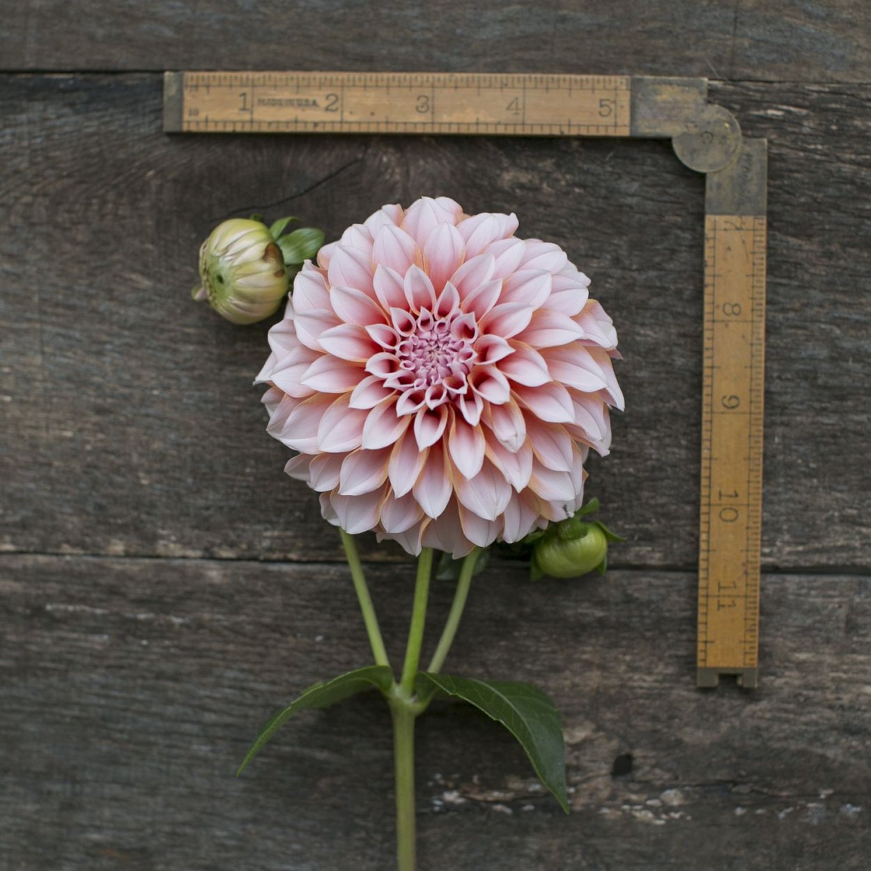 Георгин Strawberry Cream