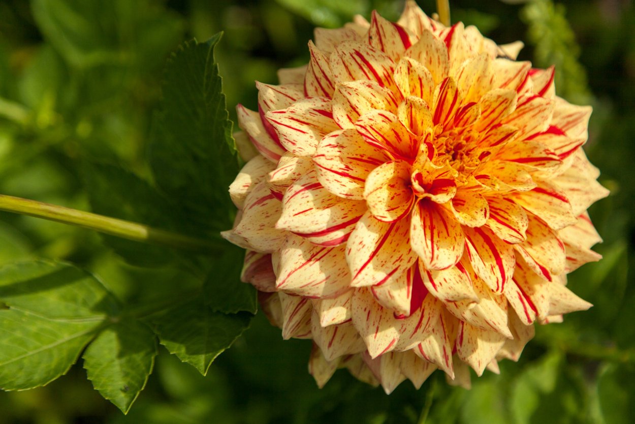 Георгин шоу энд Телл