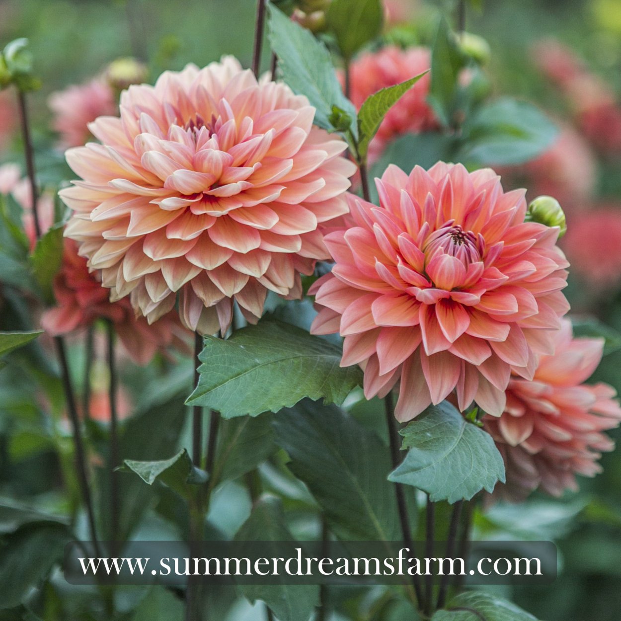 Nicholas георгина