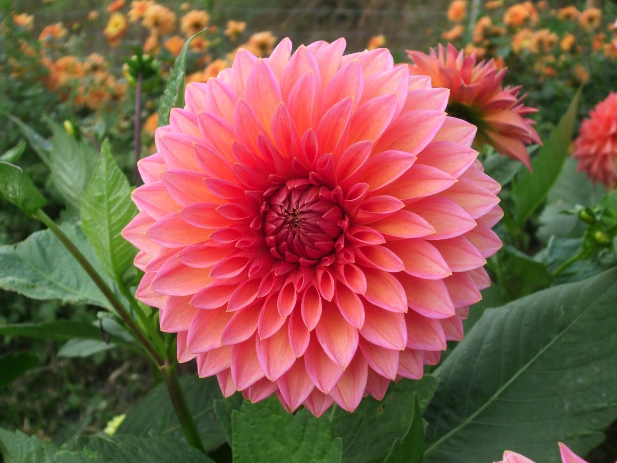 Георгина Вавилон Флеймд